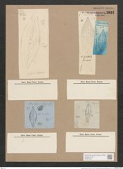 Navicula rostrata Ehr. (de-Toni-Nr.: Genus 1, Species 503) Zeichnungen Sammlung Grunow Nr. 1011 (NHMW-BOT-W0367537)